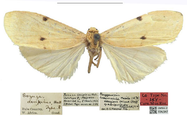 /filer/webapps/moths/media/images/D/decipiens_Sozuza_PLT_CMNH.jpg