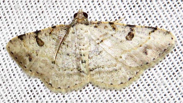 /filer/webapps/moths/media/images/D/decisa_Obolcola_A_Braun_05.jpg