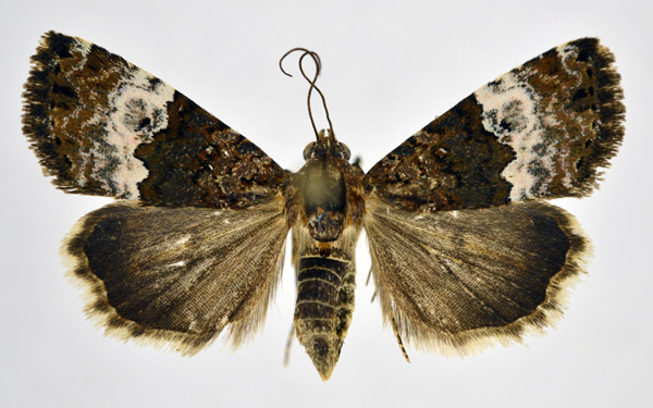 /filer/webapps/moths/media/images/D/decissima_Aconzarba_AF_NHMO.jpg