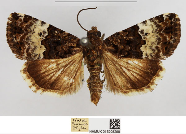 /filer/webapps/moths/media/images/D/decissima_Aconzarba_AF_NHMUK.jpg
