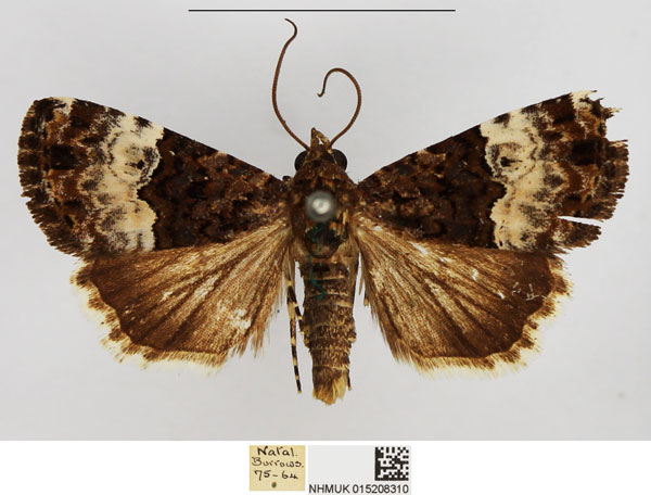 /filer/webapps/moths/media/images/D/decissima_Aconzarba_AM_NHMUK.jpg