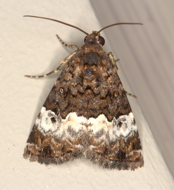 /filer/webapps/moths/media/images/D/decissima_Aconzarba_A_Heyns_01.jpg