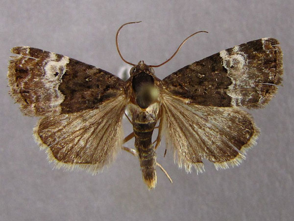 /filer/webapps/moths/media/images/D/decissima_Eustrotia_AM_Baron_01.jpg