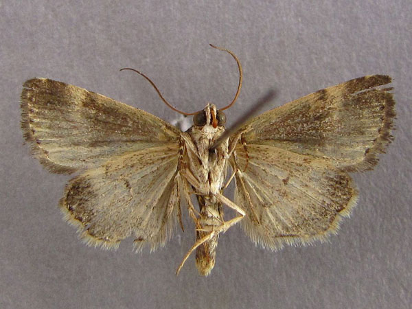/filer/webapps/moths/media/images/D/decissima_Eustrotia_AM_Baron_02.jpg
