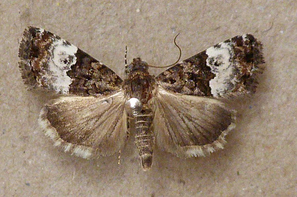/filer/webapps/moths/media/images/D/decissima_Eustrotia_A_Butler.jpg