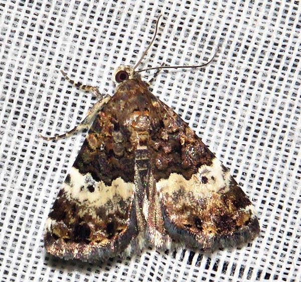 /filer/webapps/moths/media/images/D/decissima_decissima_Aconzarba_A_Braun_09.jpg