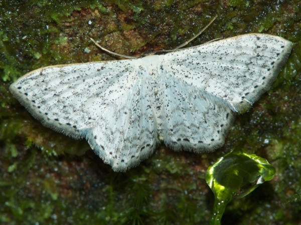 /filer/webapps/moths/media/images/D/declinata_Scopula_A_DeBeer.jpg