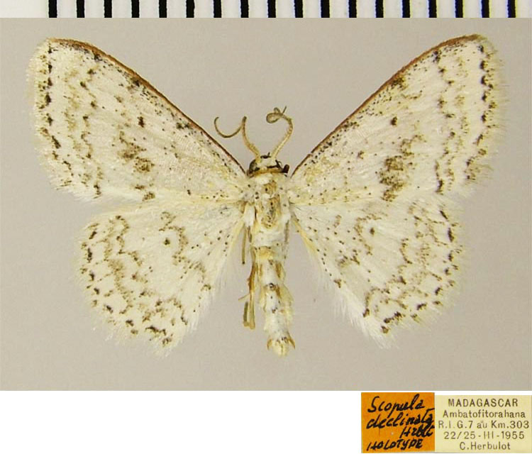/filer/webapps/moths/media/images/D/declinata_Scopula_HT_ZSMa.jpg