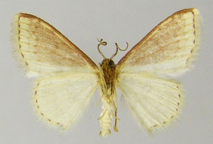 /filer/webapps/moths/media/images/D/declinata_Scopula_HT_ZSMb.jpg