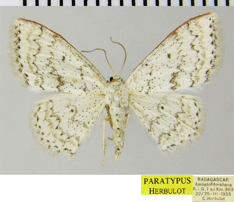/filer/webapps/moths/media/images/D/declinata_Scopula_PTF_ZSM.jpg