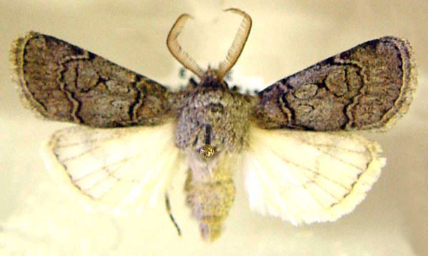 /filer/webapps/moths/media/images/D/decolor_Agrotis_AM_TMSA.jpg