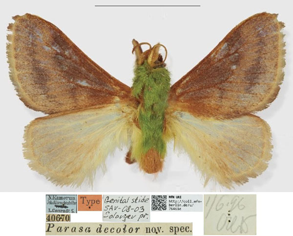 /filer/webapps/moths/media/images/D/decolor_Parasa_STM_MfN.jpg