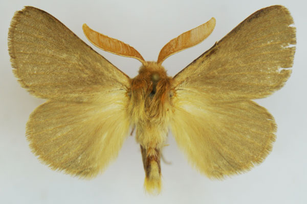 /filer/webapps/moths/media/images/D/decolorata_Lasiocampa_AM_Stroehle_01.jpg