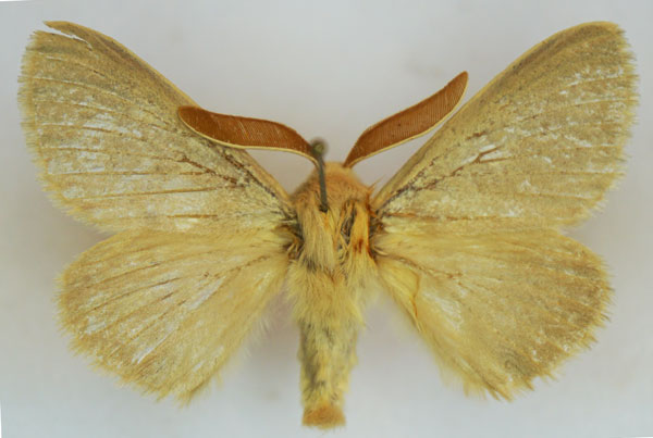 /filer/webapps/moths/media/images/D/decolorata_Lasiocampa_AM_Stroehle_02.jpg
