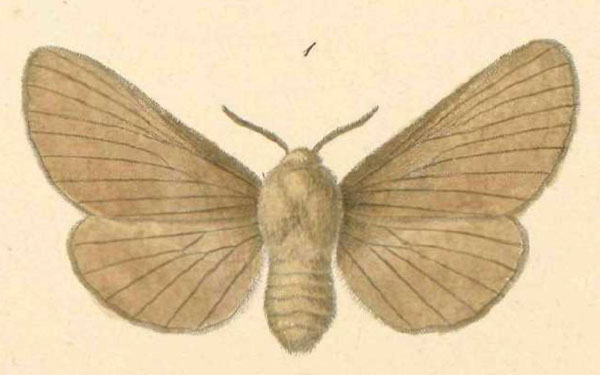/filer/webapps/moths/media/images/D/decolorata_Lasiocampa_HT_Klug_20-1.jpg