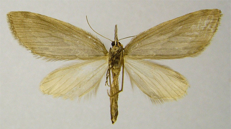 /filer/webapps/moths/media/images/D/decolorata_Protosteira_PTF_ZSMb.jpg