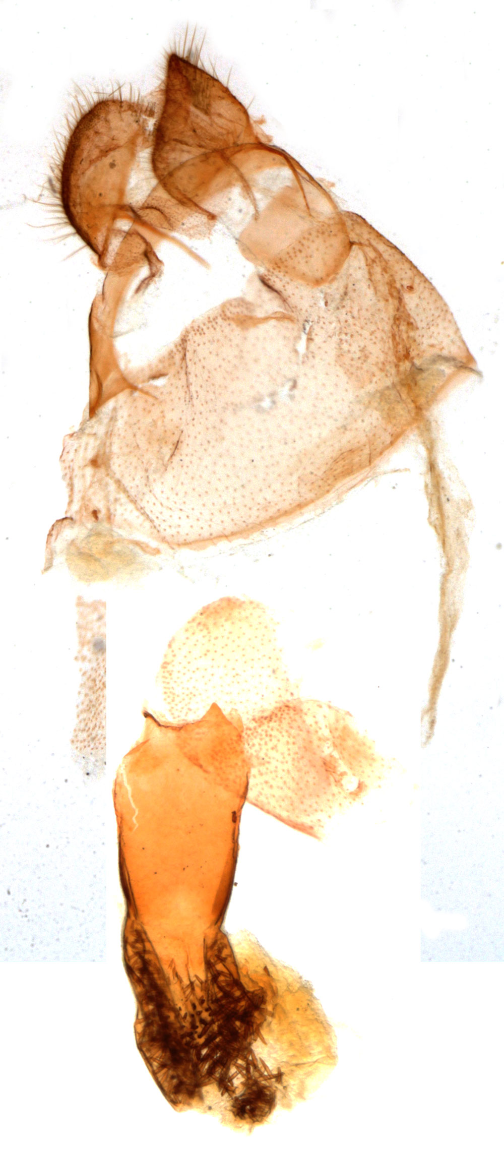 /filer/webapps/moths/media/images/D/decolorata_Siccia_GFHT_MNHN_807.jpg