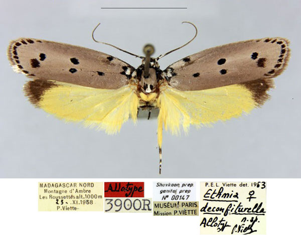 /filer/webapps/moths/media/images/D/deconfiturella_Ethmia_AT_MNHN_BDJOBeV.jpg