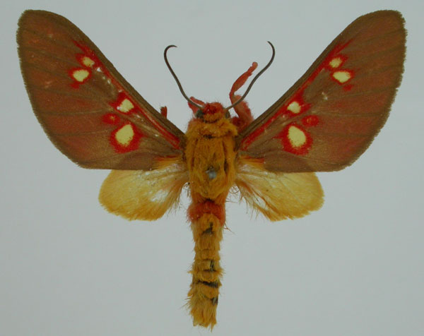 /filer/webapps/moths/media/images/D/decora_Balacra_ST_BMNH_01.jpg