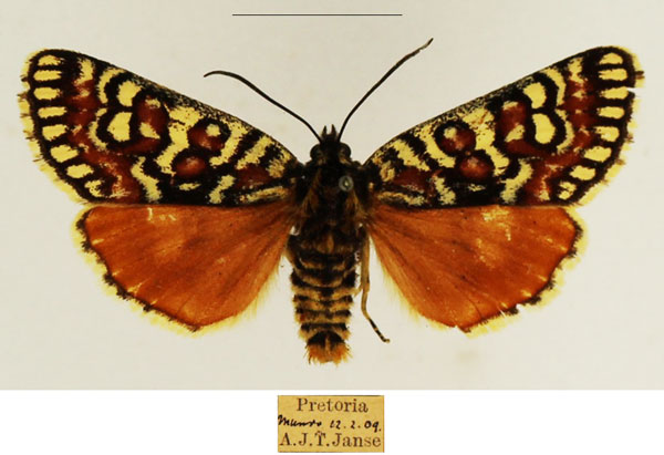 /filer/webapps/moths/media/images/D/decora_Brephos_AM_TMSA_01.jpg