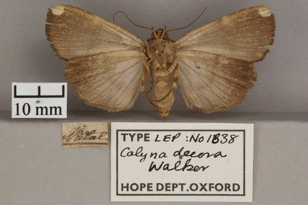 /filer/webapps/moths/media/images/D/decora_Callyna_HT_OUMNH_02.jpg