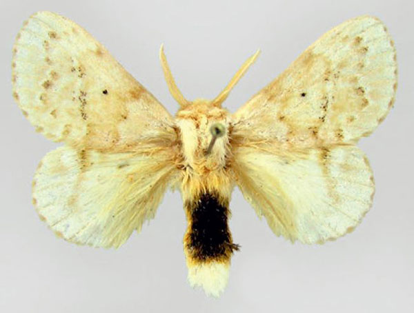 /filer/webapps/moths/media/images/D/decora_Eucraera_AM_EMEM.jpg