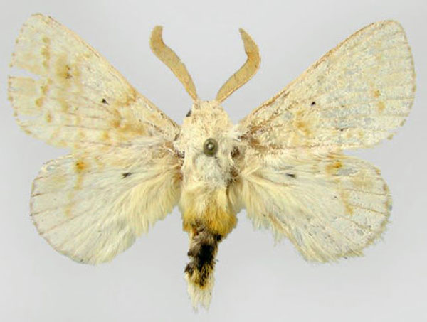 /filer/webapps/moths/media/images/D/decora_Eucraera_AM_ZSM.jpg