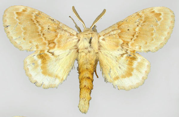 /filer/webapps/moths/media/images/D/decora_Eucraera_HT_BMNH.jpg