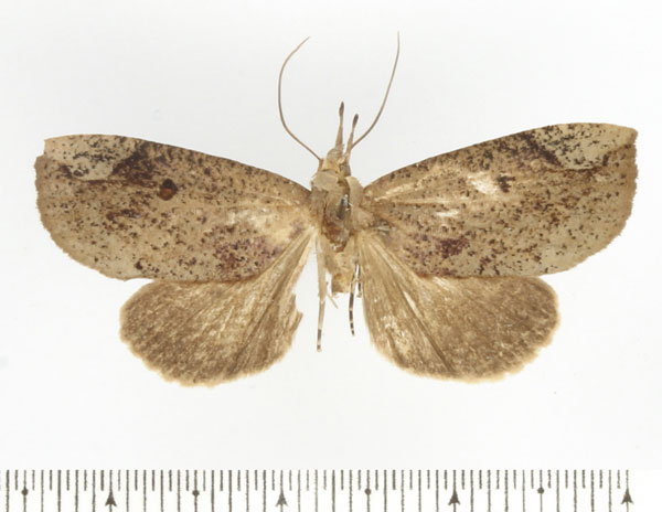 /filer/webapps/moths/media/images/D/decora_Maxia_AF_BMNH.jpg