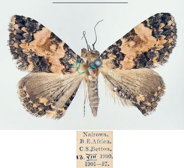 /filer/webapps/moths/media/images/D/decora_Metachrostis_AM_BMNH.jpg