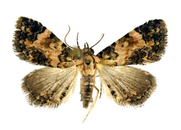 /filer/webapps/moths/media/images/D/decora_Metachrostis_A_NHMO.jpg