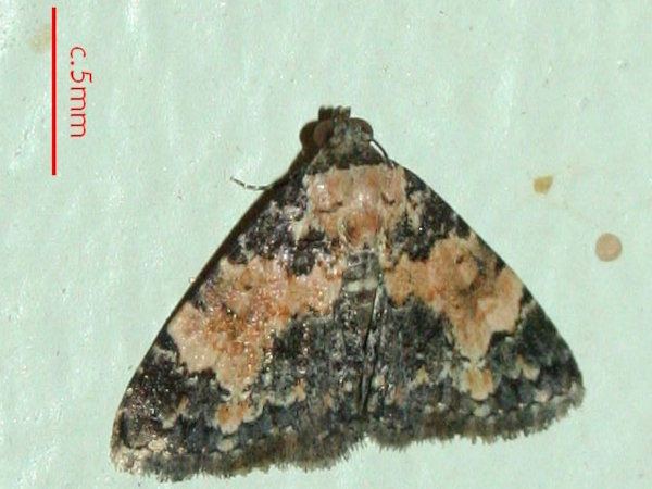 /filer/webapps/moths/media/images/D/decora_Metachrostis_A_Sydes.jpg