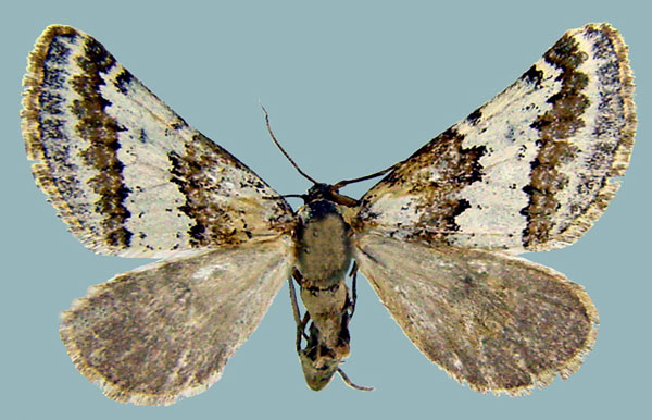 /filer/webapps/moths/media/images/D/decorata_Conchylia_AF_ZSM.jpg