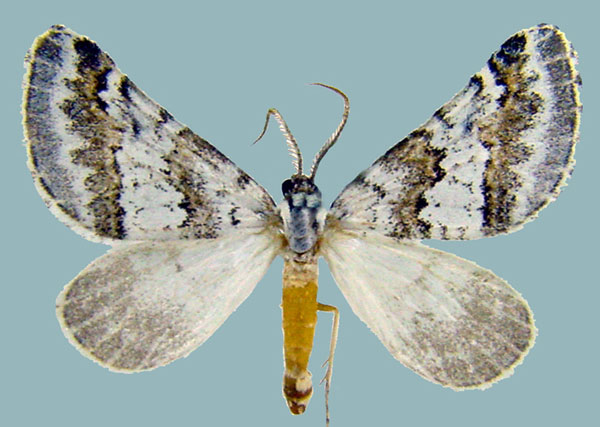 /filer/webapps/moths/media/images/D/decorata_Conchylia_AM_ZSMa.jpg