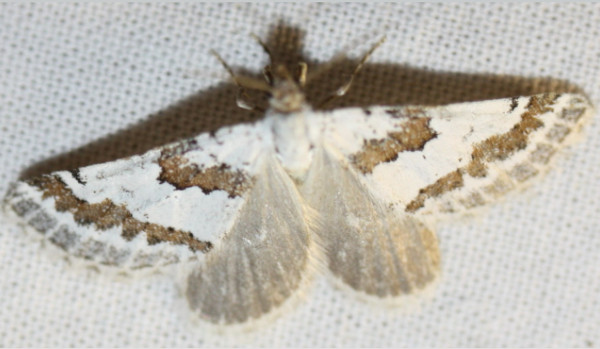 /filer/webapps/moths/media/images/D/decorata_Conchylia_A_Liebenberg.jpg