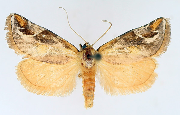 /filer/webapps/moths/media/images/D/decorata_Crothaema_AM_TMSA.jpg