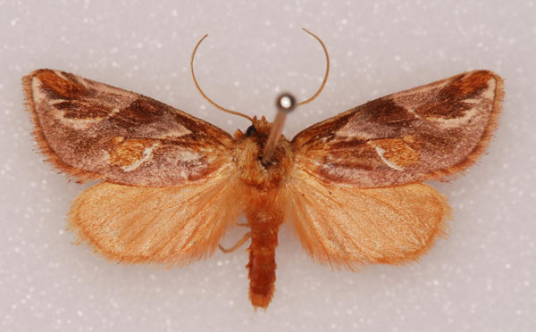 /filer/webapps/moths/media/images/D/decorata_Crothaema_A_Shaw_01.jpg