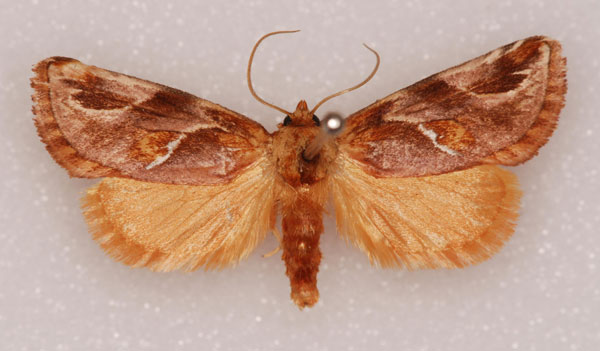 /filer/webapps/moths/media/images/D/decorata_Crothaema_A_Shaw_02.jpg