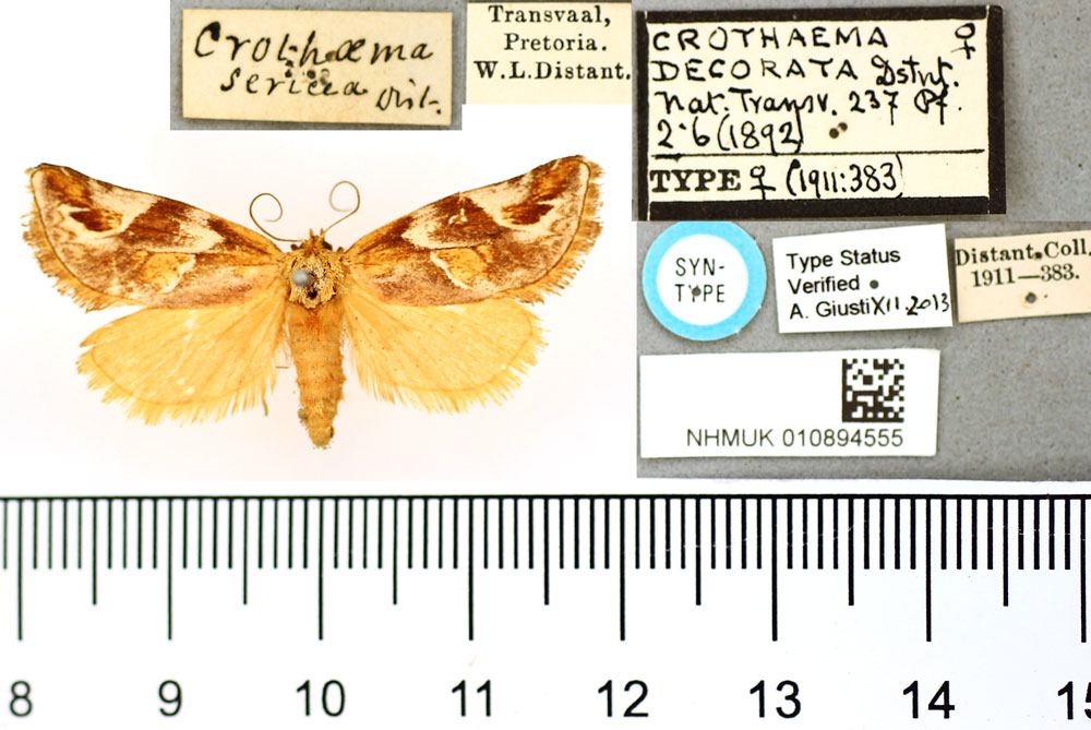 /filer/webapps/moths/media/images/D/decorata_Crothaema_STF_BMNH.jpg