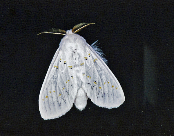 /filer/webapps/moths/media/images/D/decorata_Desmeocraera_A_Roland_04.jpg