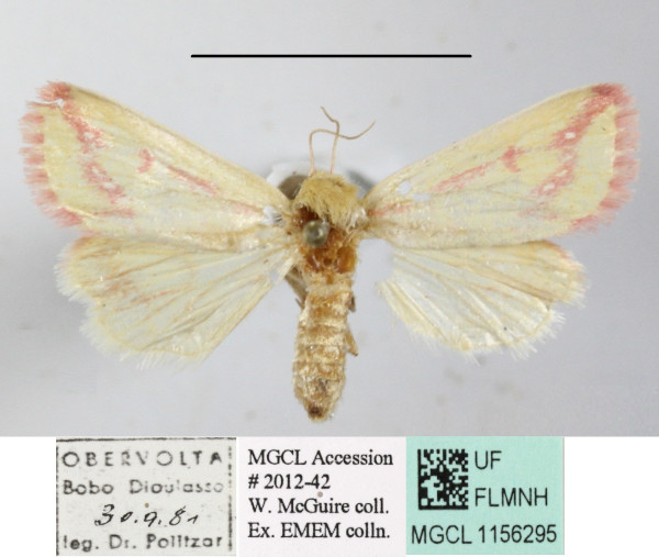 /filer/webapps/moths/media/images/D/decorata_Timora_A_MGCLa_01.JPG