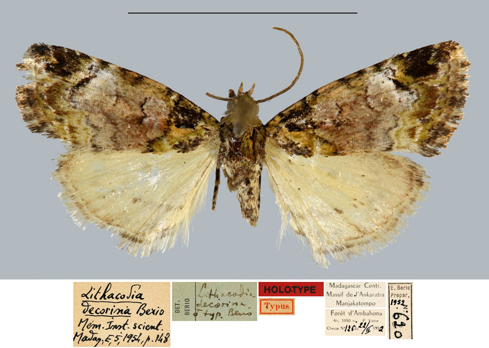 /filer/webapps/moths/media/images/D/decorina_Lithacodia_HT_MNHN.jpg