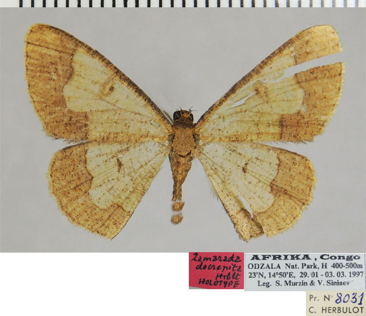 /filer/webapps/moths/media/images/D/decrepita_Zamarada_HT_ZSMa.jpg