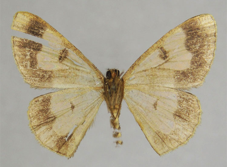/filer/webapps/moths/media/images/D/decrepita_Zamarada_HT_ZSMb.jpg