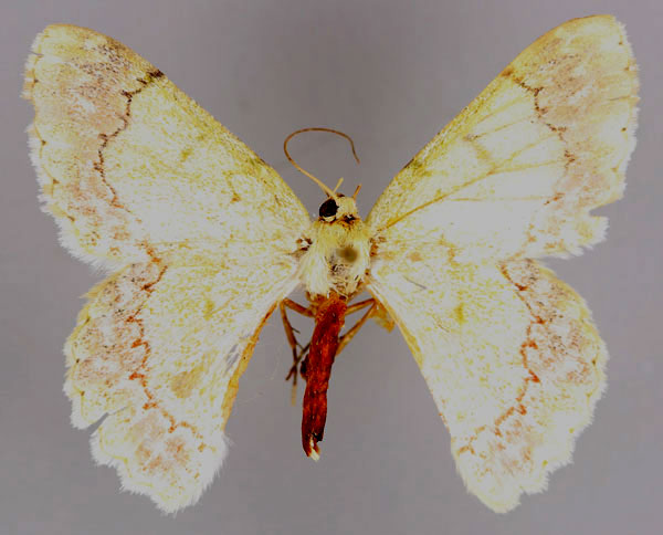 /filer/webapps/moths/media/images/D/decristata_Pingasa_A_ZSM_01.jpg