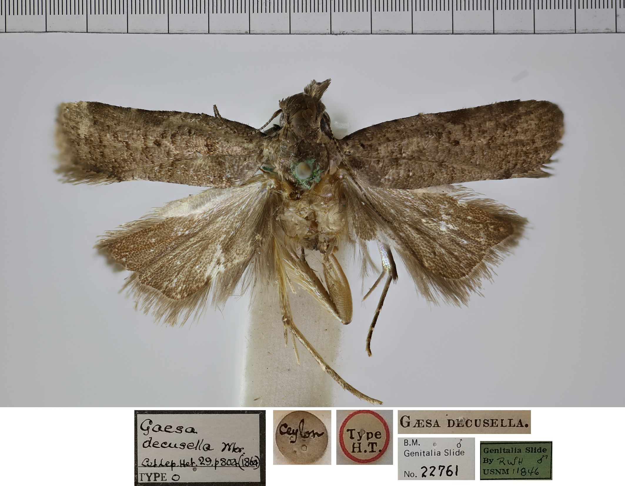 /filer/webapps/moths/media/images/D/decusella_Gaesa_HTM_NHMUK.jpg