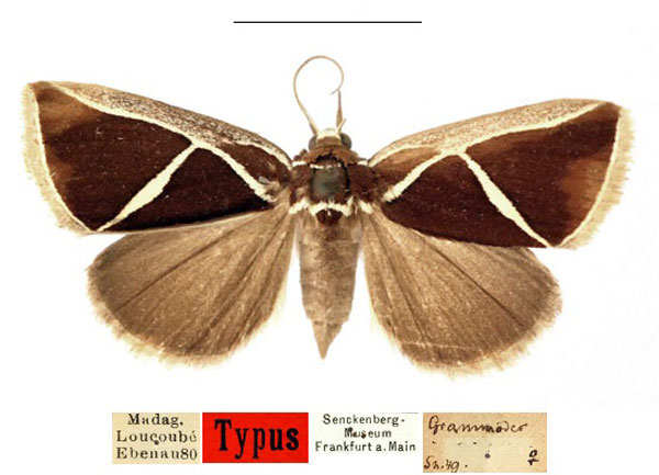 /filer/webapps/moths/media/images/D/decussis_Dysgonia_HT_SNMF_CYMWInd.jpg