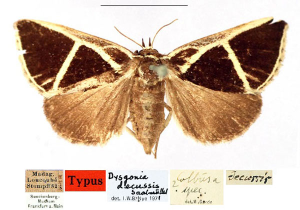/filer/webapps/moths/media/images/D/decussis_Dysgonia_PT_ZMHB_JaUu197.jpg