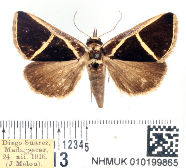 /filer/webapps/moths/media/images/D/decussis_Fodina_AM_BMNH.jpg