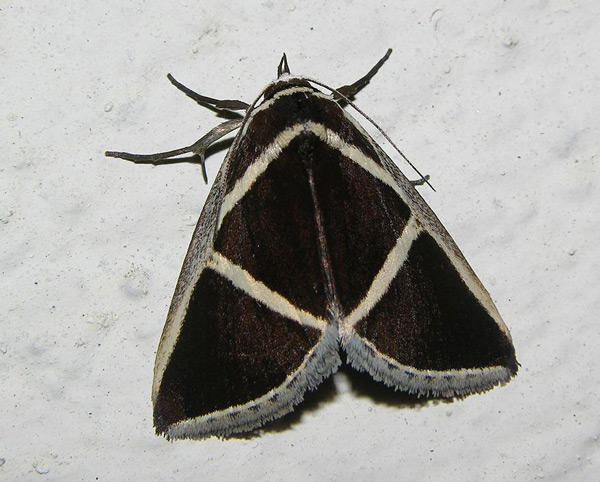 /filer/webapps/moths/media/images/D/decussis_Fodina_A_Voaden.jpg